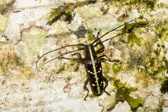 Taeniotes praeclarus