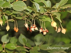 Styrax formosanus