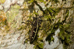 Taeniotes praeclarus