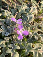 Matthiola tricuspidata
