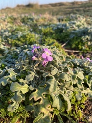 Matthiola tricuspidata