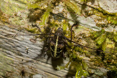 Taeniotes praeclarus