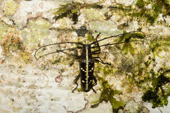 Taeniotes praeclarus