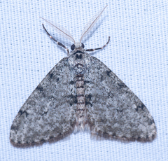 Phigalia strigataria