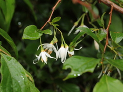 Styrax formosanus