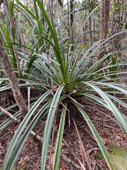 Pandanus lacuum