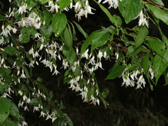 Styrax formosanus