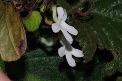 Streptocarpus pentherianus image