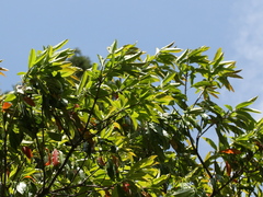 Photinia niitakayamensis