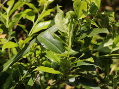 Euonymus spraguei