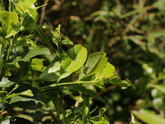 Euonymus spraguei
