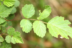 Rubus incanus