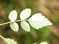 Rubus incanus