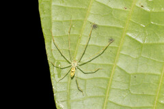 Anaptomecus