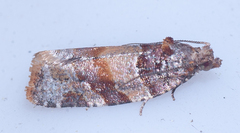 Argyrotaenia kimballi