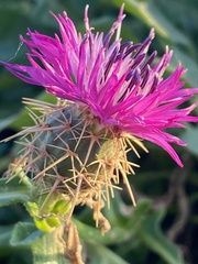 Centaurea sphaerocephala