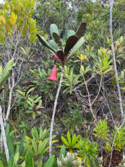 Thiollierea macrophylla