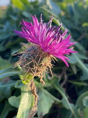 Centaurea sphaerocephala