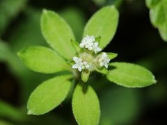 Galium echinocarpum