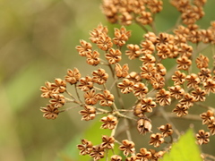 Spiraea formosana