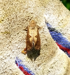 Acrolophus mora