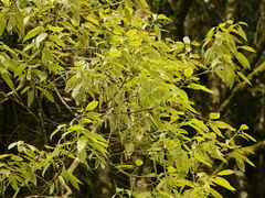 Quercus stenophylloides