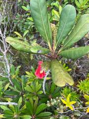 Thiollierea macrophylla