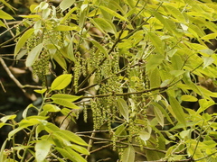 Quercus stenophylloides
