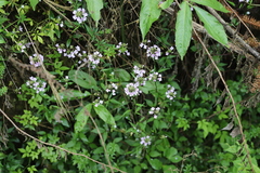 Lysimachia pentapetala