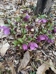 Helleboreae