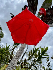 Thiollierea macrophylla