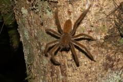 Cupiennius coccineus