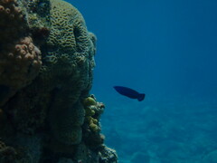 Larabicus quadrilineatus