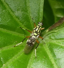 Raphiocera