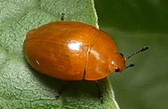 Iphiclus simplex