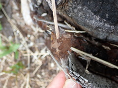 Gloeophyllales