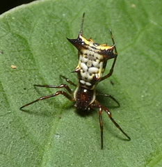 Micrathena fissispina