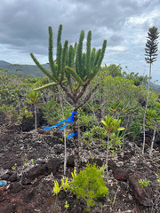 Araucaria muelleri