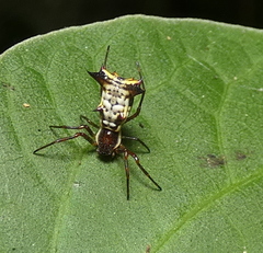 Micrathena fissispina