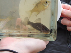 Aphredoderus sayanus
