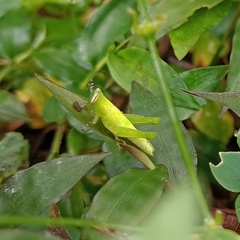 Abracris flavolineata