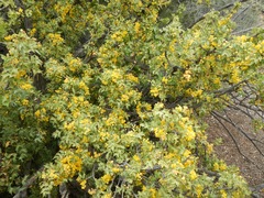 Berberis