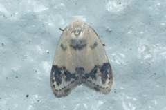 Neoduma kuangtungensis