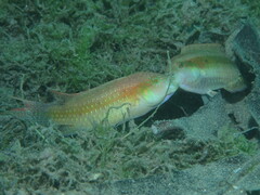 Oxycheilinus bimaculatus