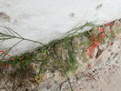 Russelia equisetiformis