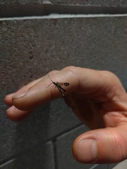 Synanthedon acerni