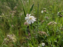 Silene latifolia