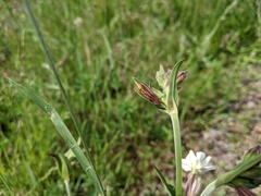Silene latifolia