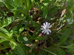 Silene latifolia