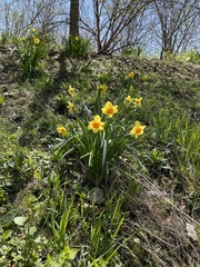 Narcissus